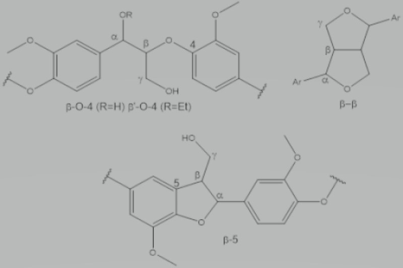 Team Chemische Prozesstechnologie zur Biomasseverwertung
