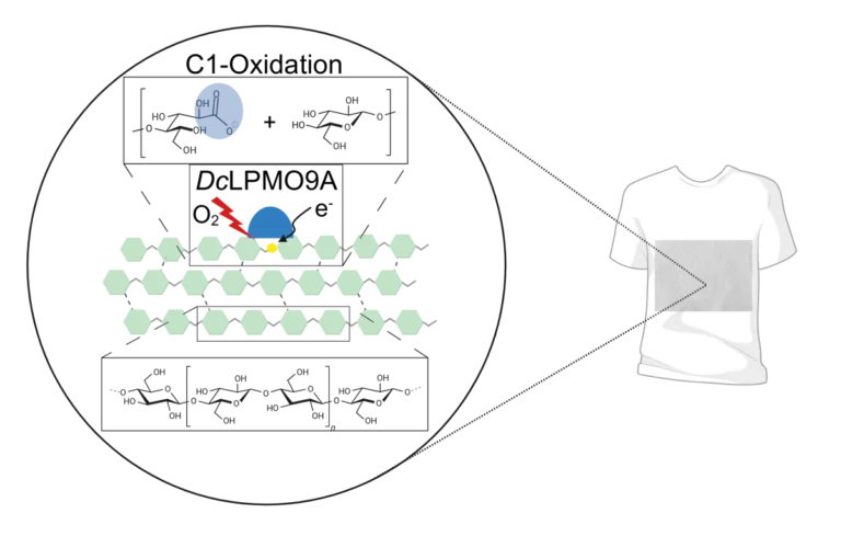 Schematische Darstellung der Oxidation von Lyocellgewebe mit LPMO