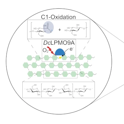 Schematische Darstellung der Oxidation von Lyocellgewebe mit LPMO_quad