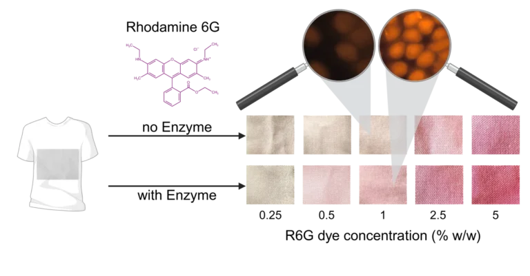 Vergleich der Farbstoffaufnahme von Rhodamin 6G auf Lyocellfasern mit und ohne enzymatische LPMO-Behandlung