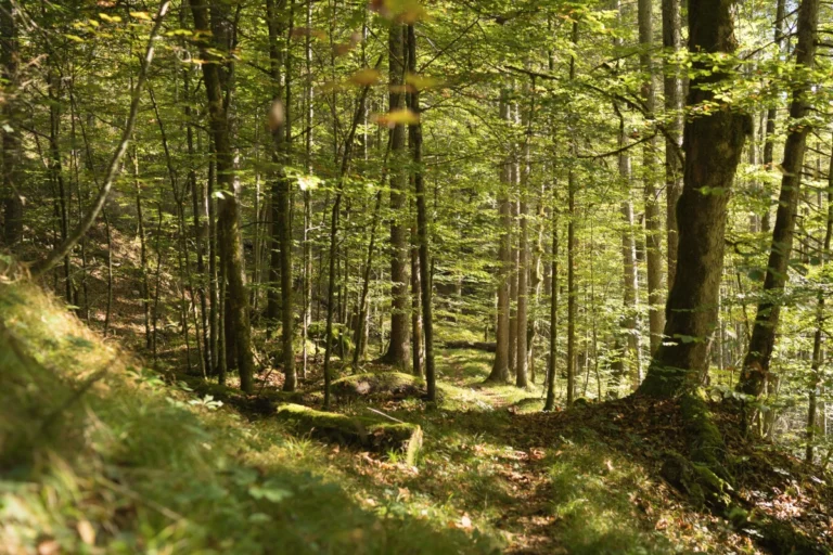 Mischwald_Weißenbachtal_2023_OEBF_Wolfgang Lienbacher
