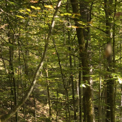 Mischwald_Weißenbachtal_2023_OEBF_Wolfgang Lienbacher